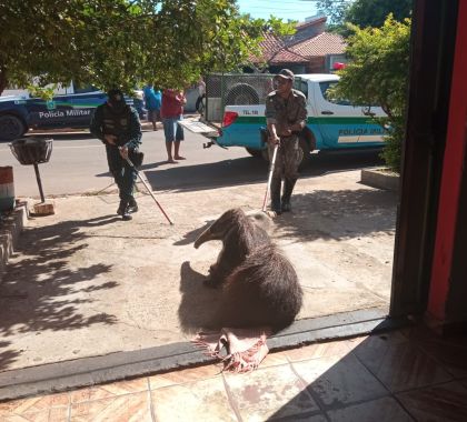 Tamanduá-bandeira é resgatado em residência em Miranda