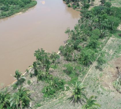 Pecuarista é multado em R$ 36,6 mil por desmatamento ilegal e exploração de madeira em MS