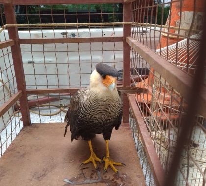 PMA de Bonito resgata gavião enroscado em veículo