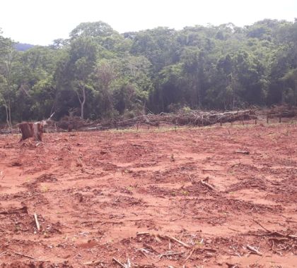 Fazendeiro é multado por desmatamento ilegal à margem da Estrada Parque no Pantanal