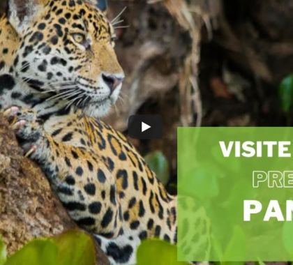 Pure Brasil lança campanha para incentivar o turismo no Pantanal