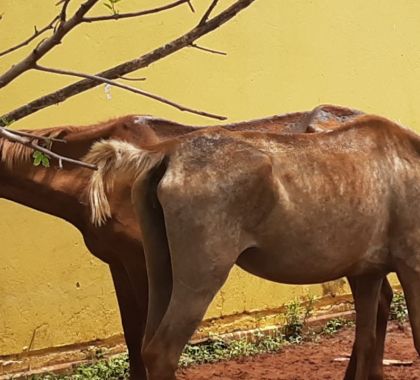 Cavalos sofrem maus tratos e são resgatados pela PMA de Cassilândia