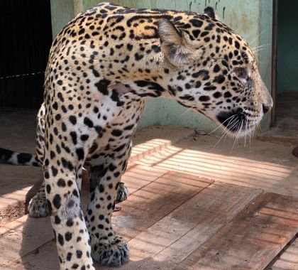 Onça resgatada com queimaduras será solta no Pantanal