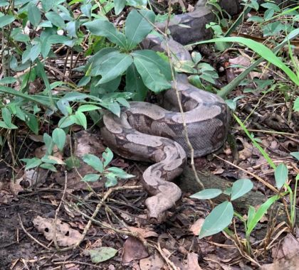 Jiboia resgatada em Bonito é solta em Área de Preservação Permanente