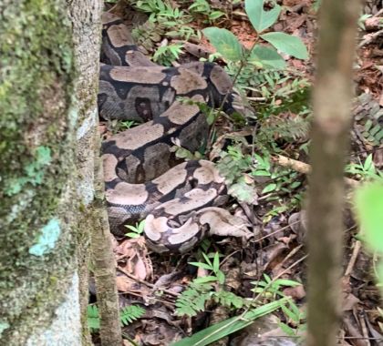 Jiboia é capturada em residência de Bonito e devolvida ao habitat