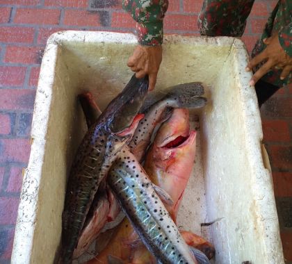 Pescadores são presos e multados em R$ 3,7 mil por pescarem com redes na piracema em Corumbá