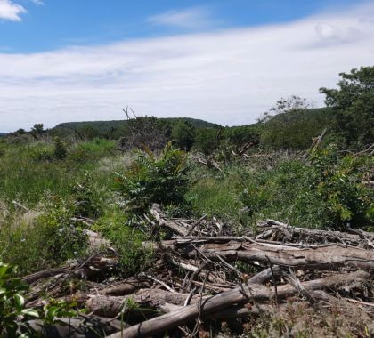 Fazendeiro é multado em R$ 16 mil por dematamento ilegal em proriedade rural