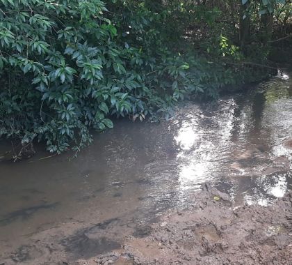 Gado pisoteia área de mata ciliar em fazenda em Bonito