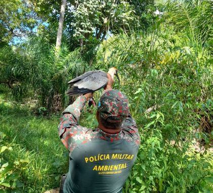 PMA de Bonito e equipe do Aquário Natural realizam soltura de animais silvestres