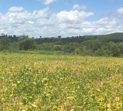 Pecuarista é multado em R$ 18 mil por desmatamento ilegal para plantio de soja em Bonito