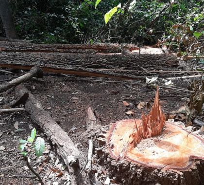 Administrador de fazenda é multado por derrubada ilegal de árvore em Nioaque