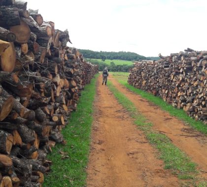 Arrendatário goiano e agrônoma de MS são multados em R$ 50 mil por uso de licença ambiental falsificada em Costa Rica