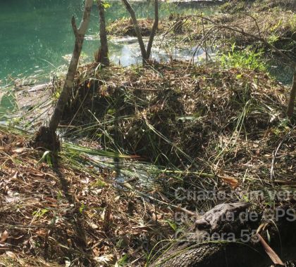 Dono de atrativo turístico é multado em R$ 5 mil por desmatamento em área protegida de matas ciliares do rio Formoso