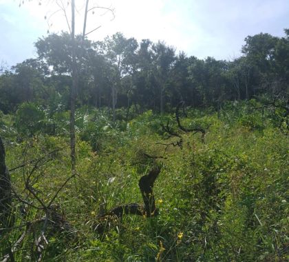 Campo-grandense é multado em R$ 30 mil por desmatamento ilegal no distrito Águas do Miranda em Bonito