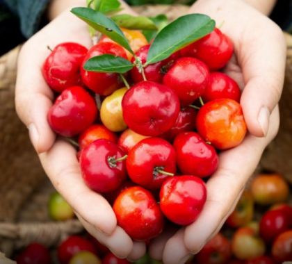 SEMA pede apoio da comunidade de Bonito para doação de sementes frutíferas