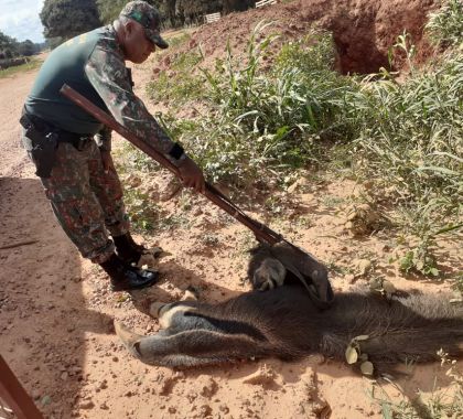 Com mãe morta em acidente, filhote de tamanduá-bandeira é resgatado agarrado à ela em Bonito