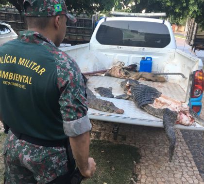 Dois jacarés e um javali são encontrados abatidos em leito do córrego Anhumas em Bonito