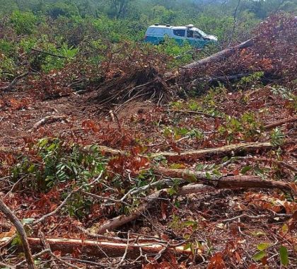 Pecuarista é multado em R$ 39,8 mil por desmatamento ilegal em Rio Verde de Mato Grosso