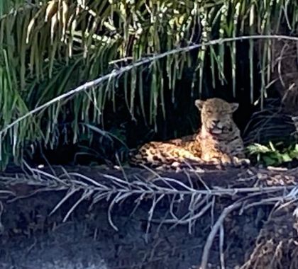 Após morte de onças, ONG vê agrotóxicos como risco à fauna do Pantanal de MS