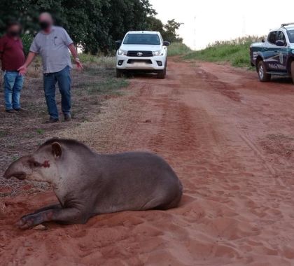 PMA resgata anta de 250 kg atropelada na BR 262