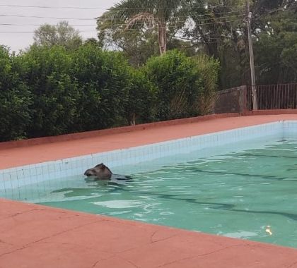 Anta com mais de 200 kg é resgatada de piscina em clube em MS