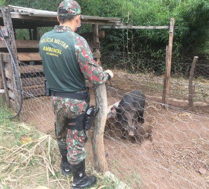 Dono de chácara é multado em R$ 2,6 mil por criação ilegal de javalis em Bonito