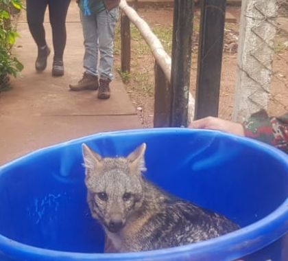 Lobinho é atropelado na rodovia MS 080