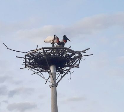 Tuiuiús adotam ninho artificial às margens de rodovia no Pantanal