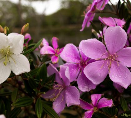 Floricultura, jardinagem e paisagismo é tema de curso em Jardim