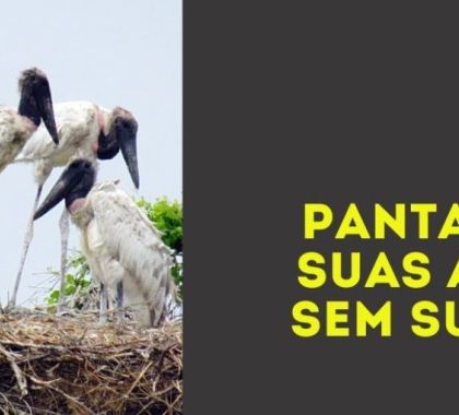 Presidente da Ecoa ministra palestra sobre o Pantanal nesta terça-feira