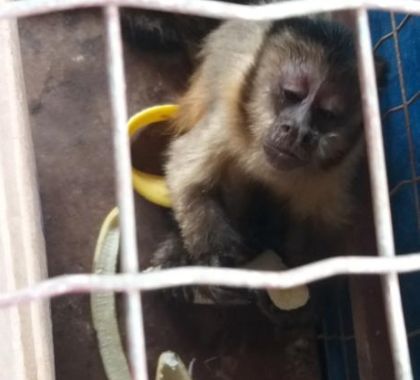 Macaco-prego ferido é resgatado pela PMA em Bonito