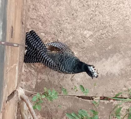 Mutum de penacho é resgatado de córrego em Campo Grande (MS)