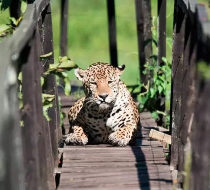 Turistas dão de cara com onça que se exibiu ao sol em trilha no meio do Pantanal