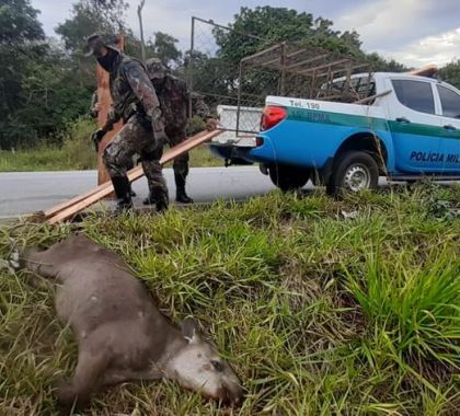 Anta morre após ser atropelada em rodovia em Bonito