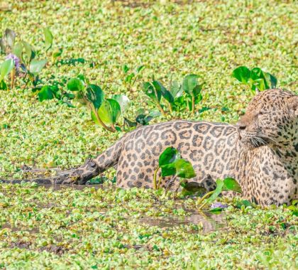 Guia registra onça mergulhando em pântano em busca de jacarés no Pantanal