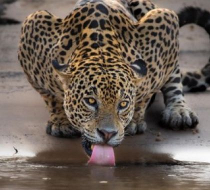 Ao passear de barco, biólogo registra ‘onça bebendo água’ no Pantanal e foto viraliza