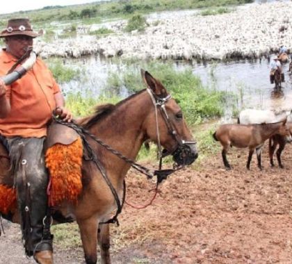 Vacinação em massa no Pantanal conta com apoio de fazendeiros da região