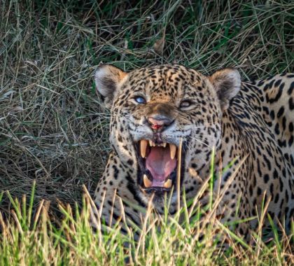 Registro de onça em trilha no Pantanal de MS faz sucesso nas redes sociais