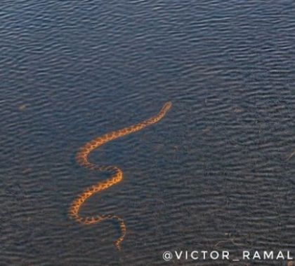 Sucuri de 2,5m é flagrada 'tomando sol' em lago de hotel no Pantanal de MS