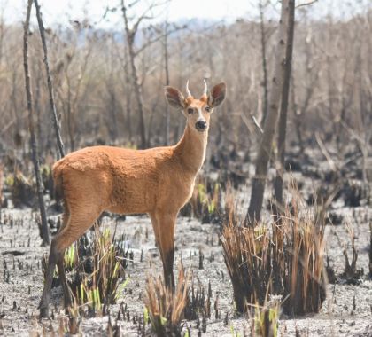 Grupo de Resgate realiza monitoramento de fauna nas áreas afetadas pelo fogo em Bonito e Jardim