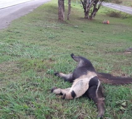 Seinfra, UEMS e Ong’s se unem para reduzir morte de animais nas rodovias de MS