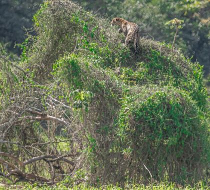 Guia de turismo faz flagrante inédito de onça-pintada em arbusto no Pantanal; veja as fotos