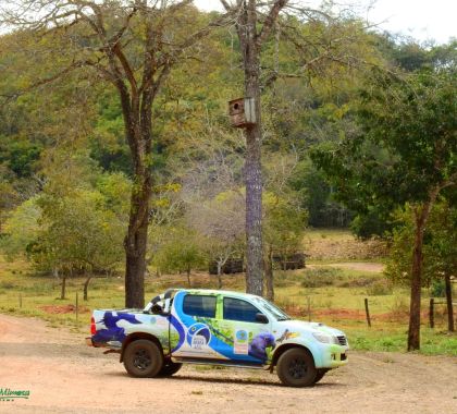 Equipe do Instituto Arara Azul monitora ninhos artificiais instalados em passeio de cachoeiras em Bonito