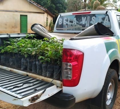 Bonito doa mudas de ipês à Bela Vista para a arborização urbana