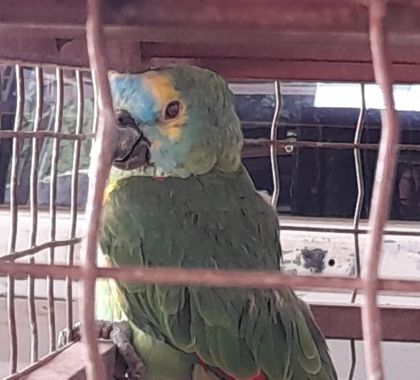 Papagaio ferido é capturado no centro de Bonito