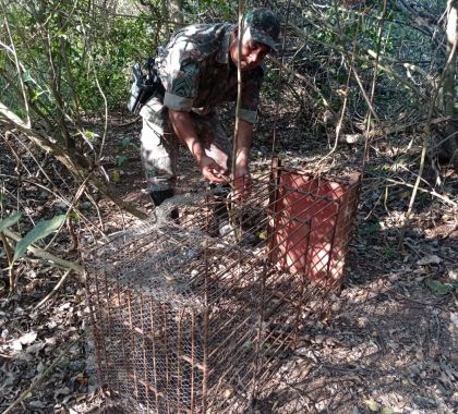 Armadilha de caça é apreendida em fazenda em Bonito (MS)