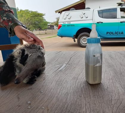 Com mãe morta por atropelamento, filhote de tamanduá-bandeira é resgatado em rodovia de MS