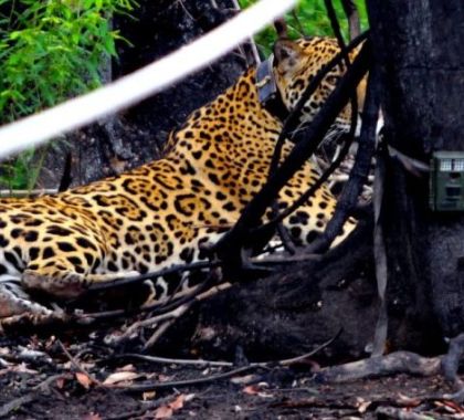 Sete meses depois, onça solta no Pantanal está caçando e anda 8 km por noite