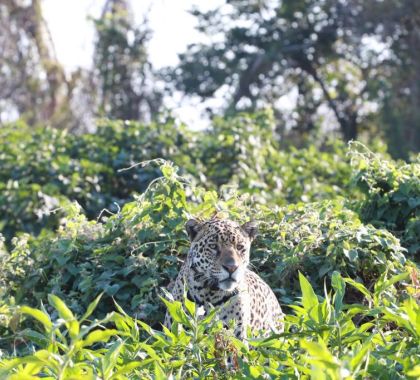 Onça-Pintada Joujou é avistada em RPPN na Serra do Amolar