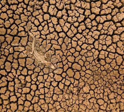 Daniel De Granville ganha prêmio internacional de fotografia por foto de esqueleto de jacaré na seca